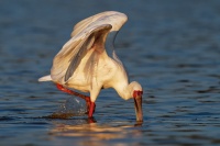 Kolpik africky - Platalea alba - African Spoonbill o4670